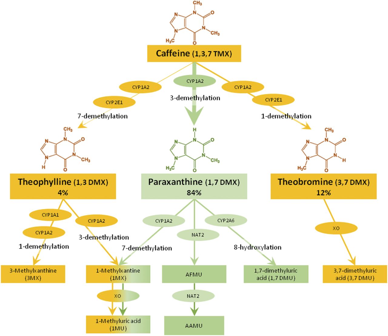 Caffeine Metabolism Pathways
