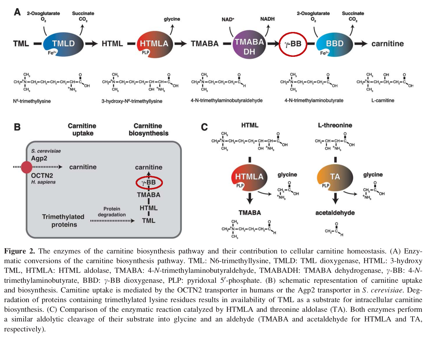 Carnitine Biosynthesis Pathway