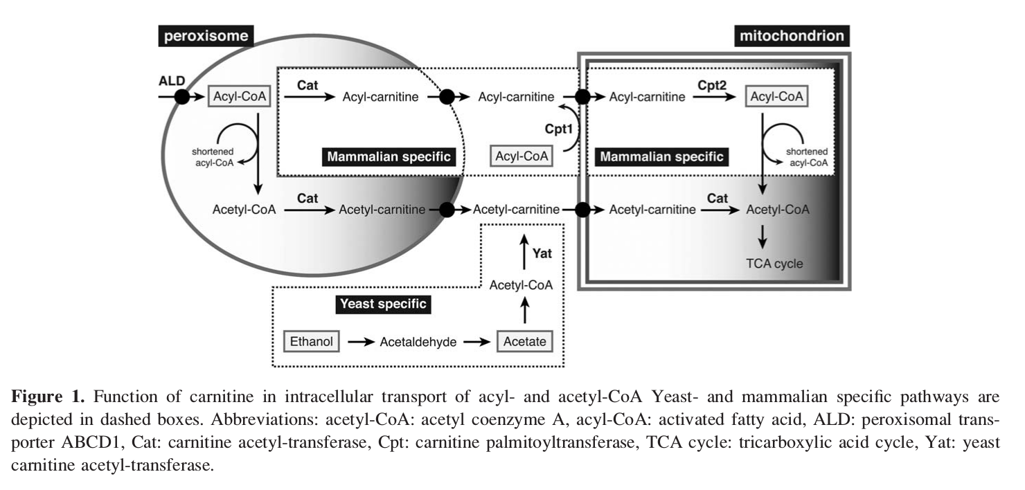 Carnitine Function in Intracellular Transport