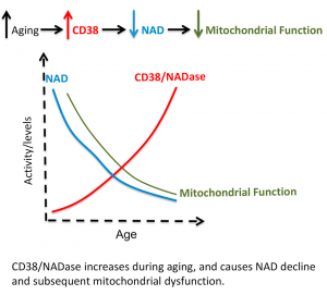 CD38 NAD Aging