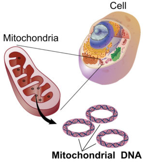 Cell Mitochondria DNA