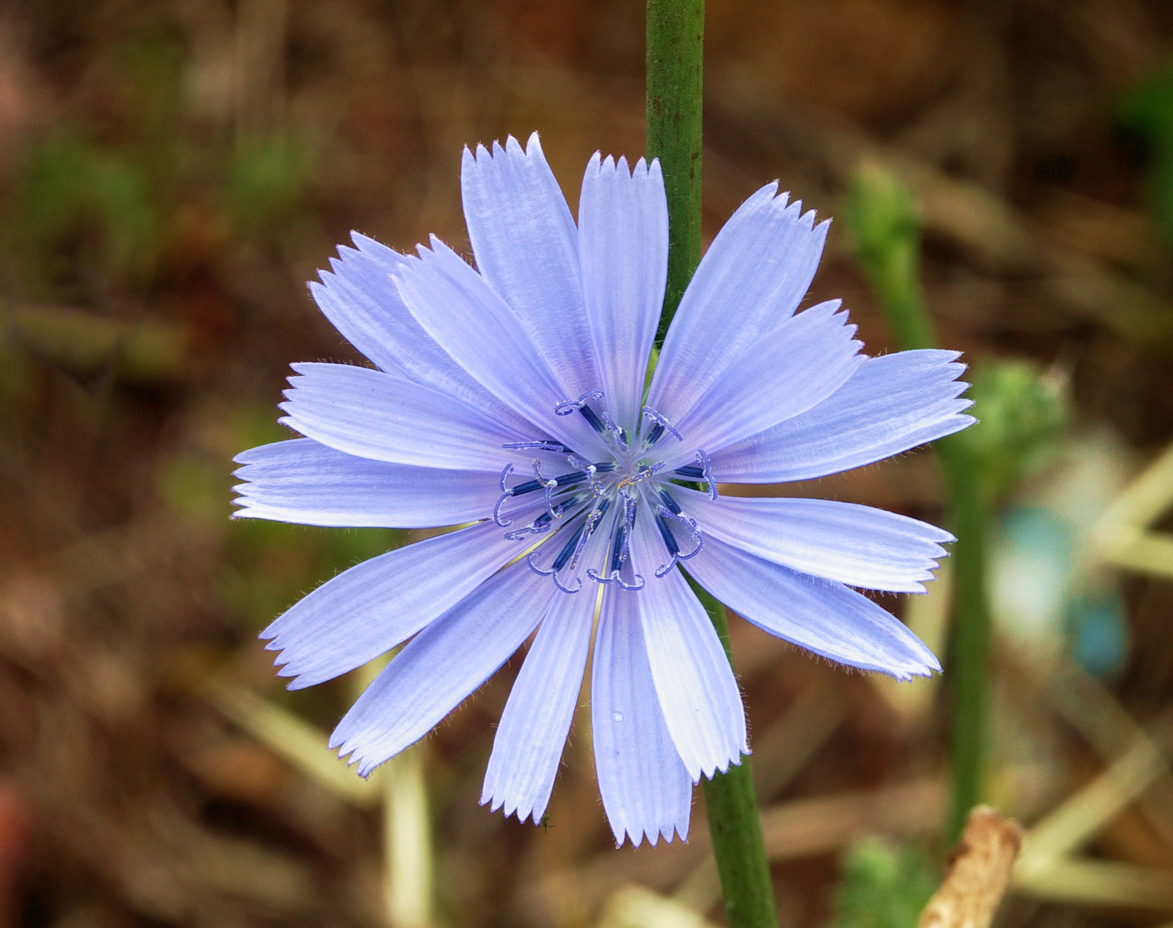 Inulin Chicory Flower