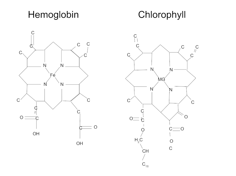 Chlorophyll vs Hemoglobin