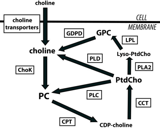 Choline Phospholipid Metabolism