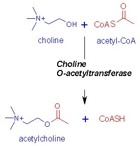 Choline to Acetylcholine