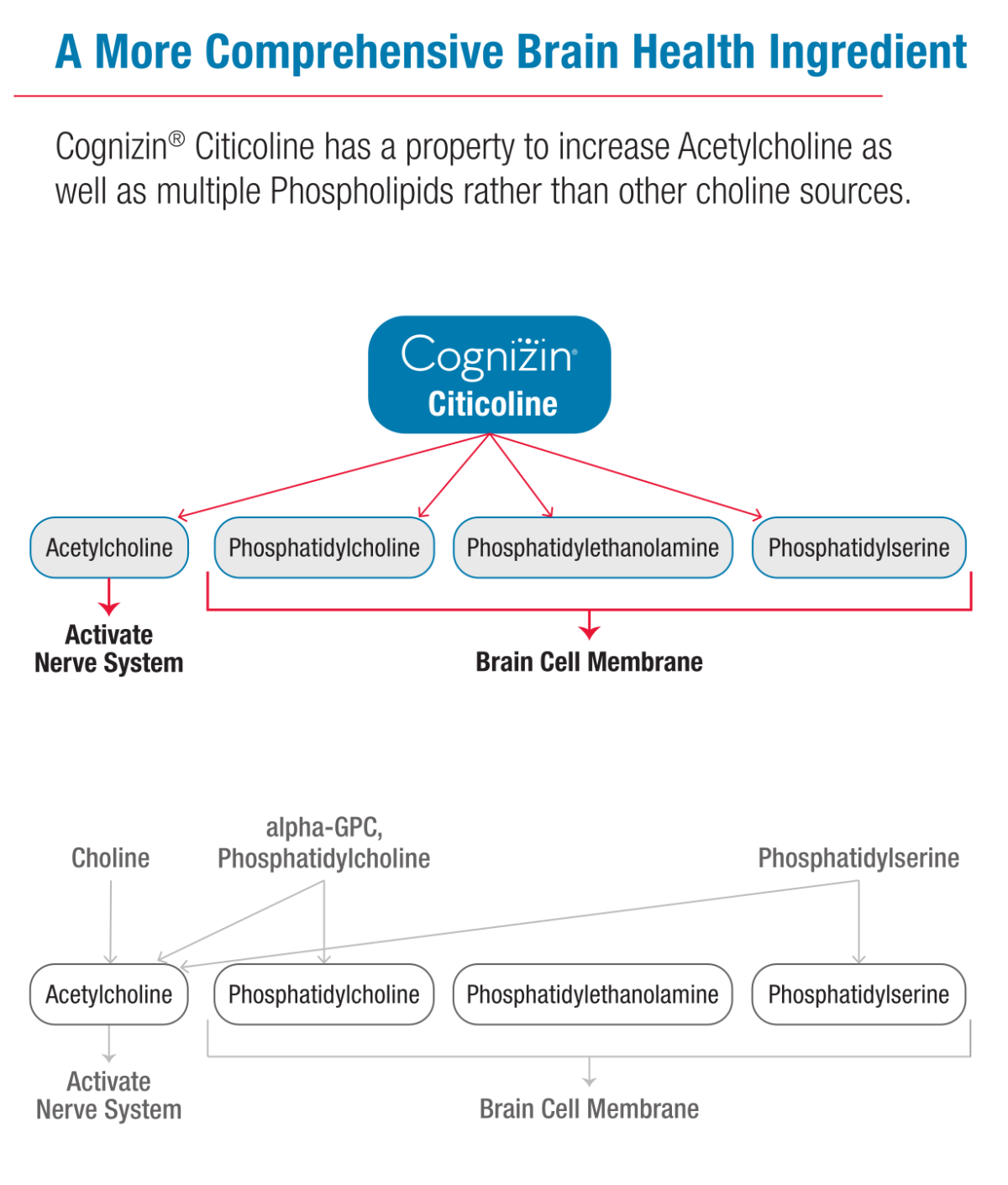 Cognizin® Citicoline The Brain Choline