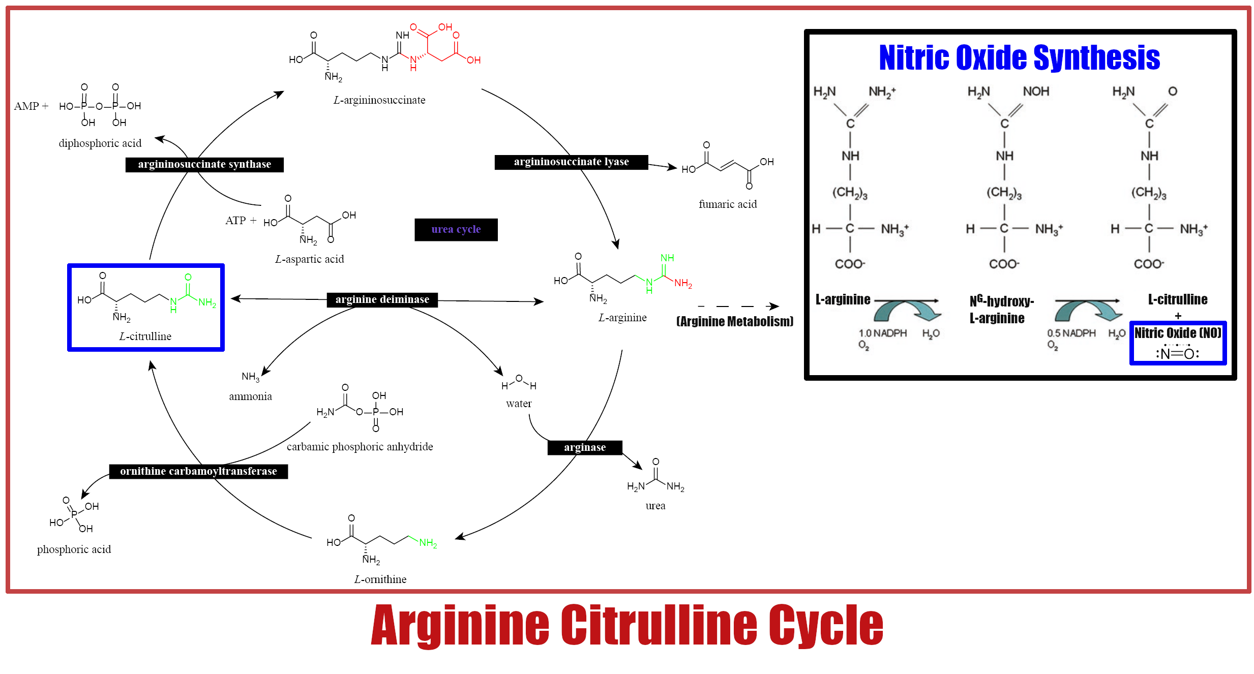 Citrulline Arginine Nitric Oxide Reaction