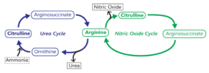 Citrulline Arginine Ornithine Nitric Oxide Ammonia