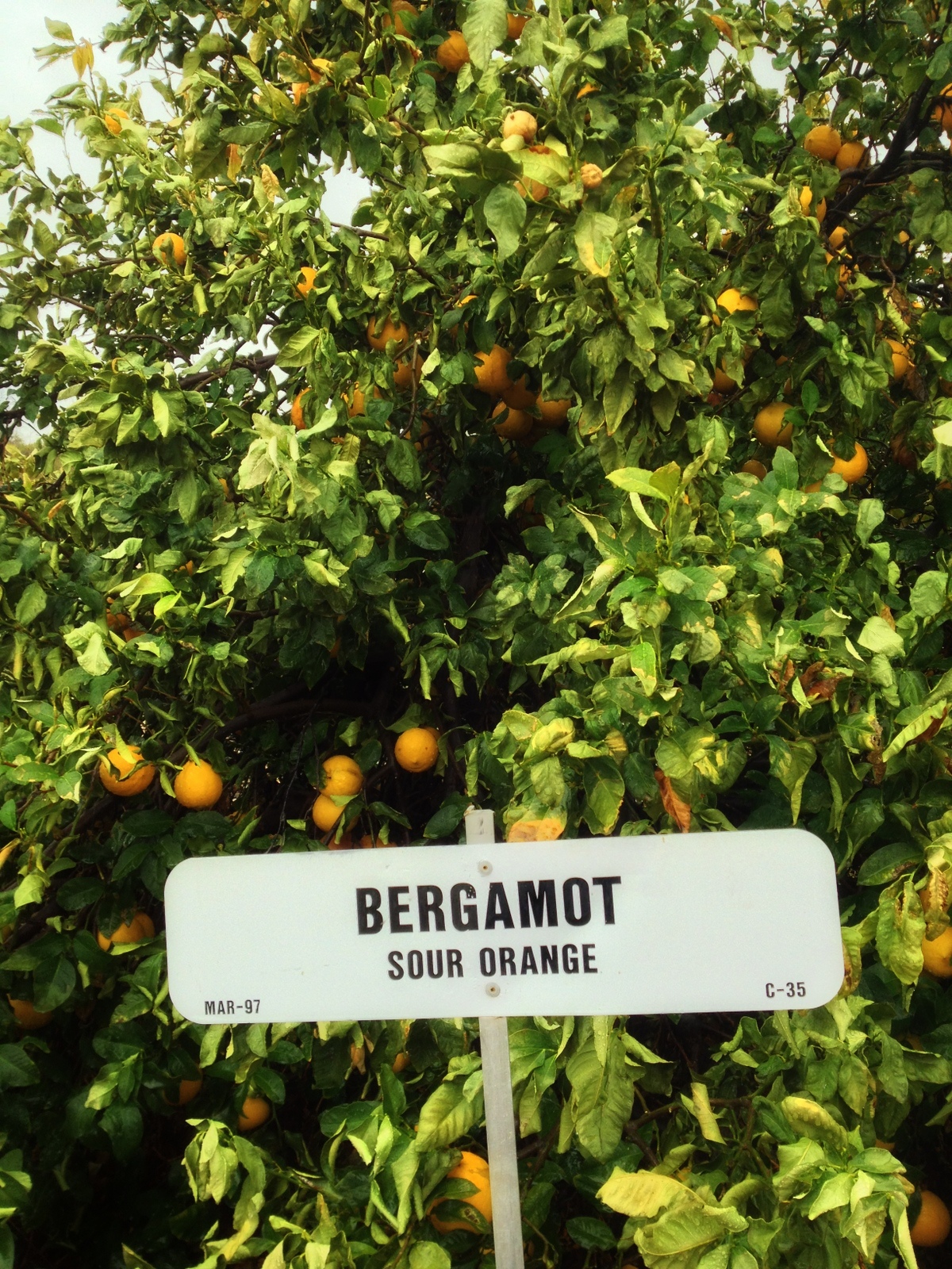 Citrus Bergamot Tree