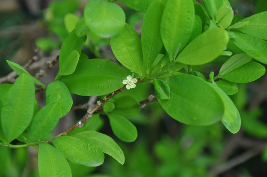 Lipodrene ELITE: Say Hello to the Fat Burner with COCA Leaves Lipodrene ELITE: Say Hello to the Fat Burner with COCA Leaves