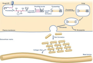 Collagen Formation