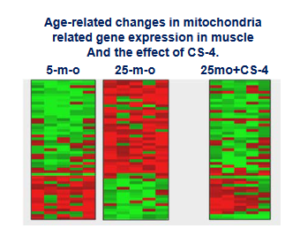 Cordyceps Mitochondria Age
