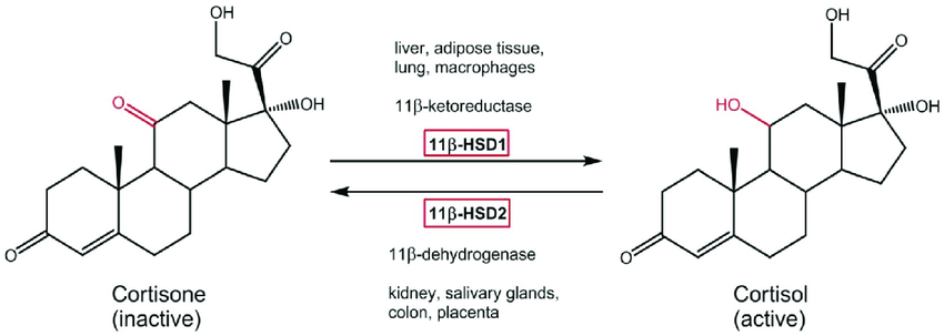 Cortisol Synthesis Pathway