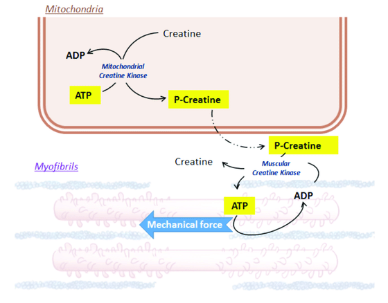 Creatine ATP Shuttle