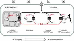 Creatine Mitochondria ADP ATP