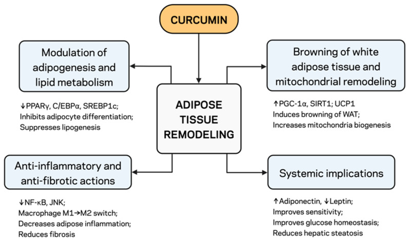 Curcumin and Adipose Tissue Remodeling Pathways