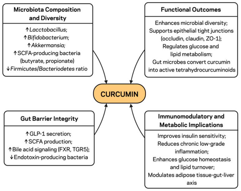 Curcumin Effects on Gut Microbiota and Intestinal Barrier