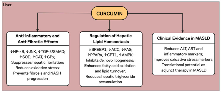 Hepatic Effects of Curcumin on Lipid and Inflammatory Signaling