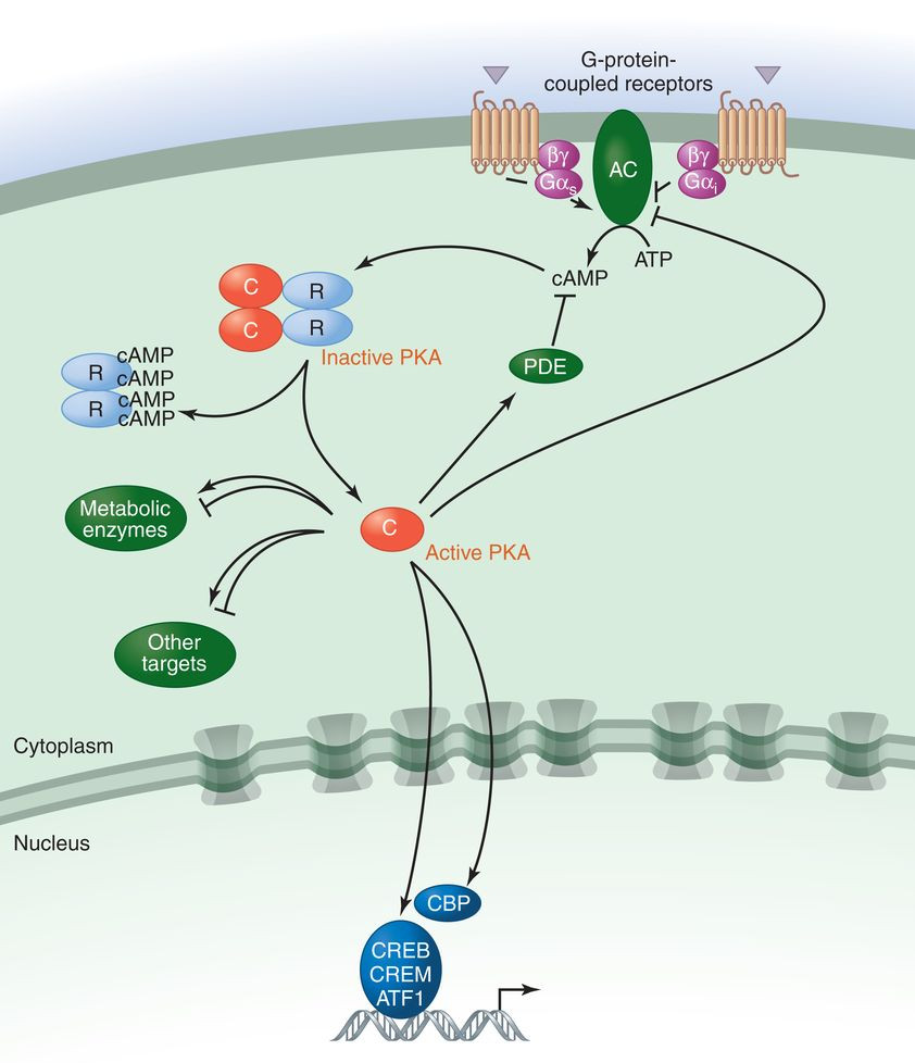 Cyclic AMP Pathway and PDE4