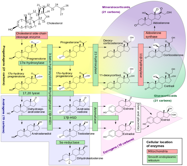 Cytochrome P450 can potentially leave us with some testosterone, estrogen, and even DHT, since we can have some progesterone, discussed below. However, at that point, how much is there really? Only blood tests will help us out. Image courtesy Wikimedia.