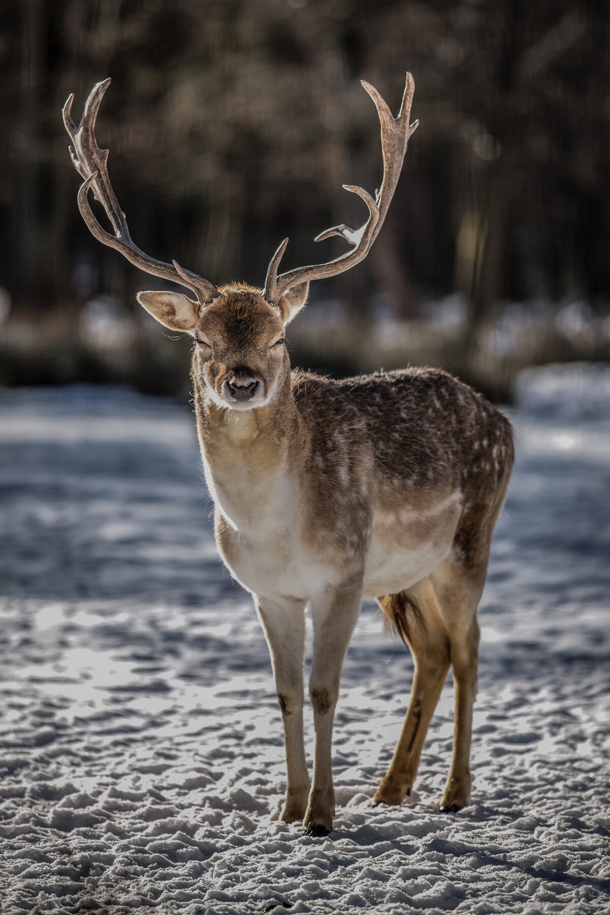 Bucked Up Pre Workout Come For The Deer Antler Velvet Stay For The   Deer Antler 1200x1800 