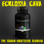 Ecklonia Cava