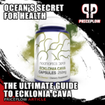 Ecklonia Cava: The Super Seaweed with Metabolism and Brain-Boosting Benefits