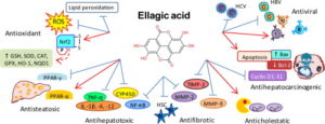 Ellagic Acid Benefits
