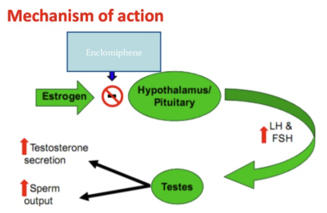 Enclomiphene Citrate Mechanism of Action