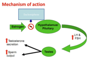 Enclomiphene Mechanism of Action