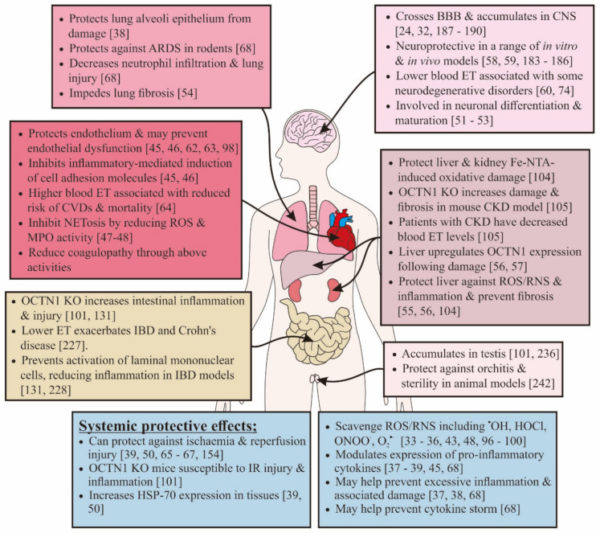 Ergothioneine: The Immunity and Energy Protector