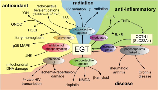 Ergothioneine Roles