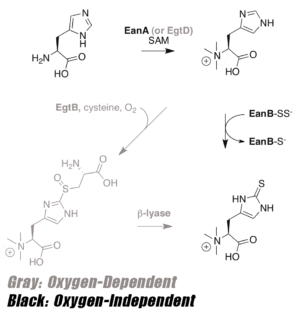 Ergothioneine Synthesis