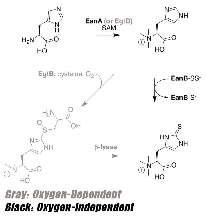 Ergothioneine: The Immunity And Energy Protector