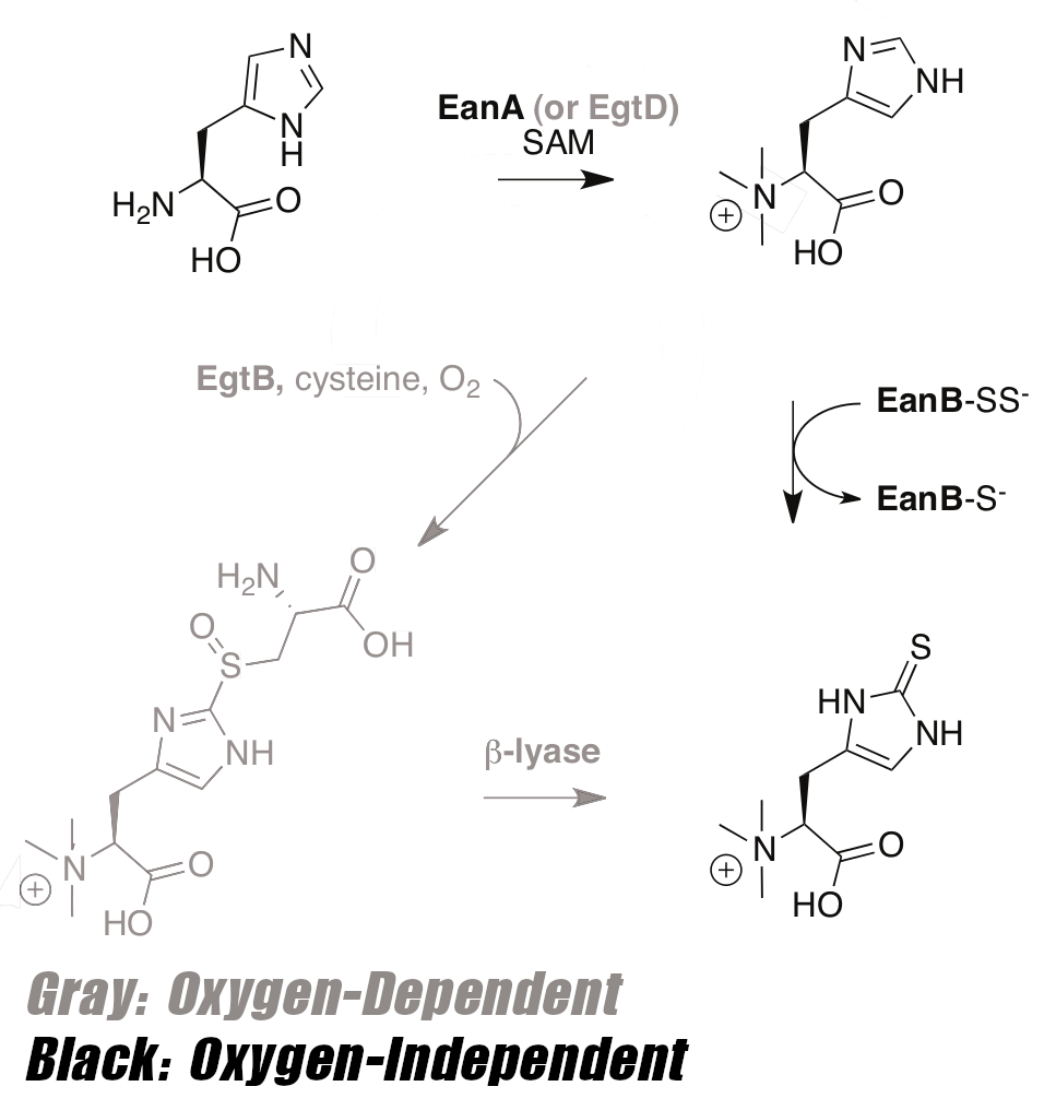 Ergothioneine Synthesis