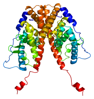 Estrogen Receptor 1 - Can we bind to this to keep estrogen levels at bay? Image courtesy of Wikimedia Commons