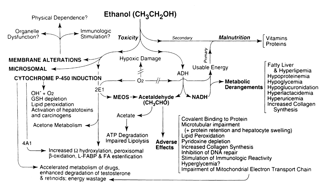 Ethanol Abuse Effects