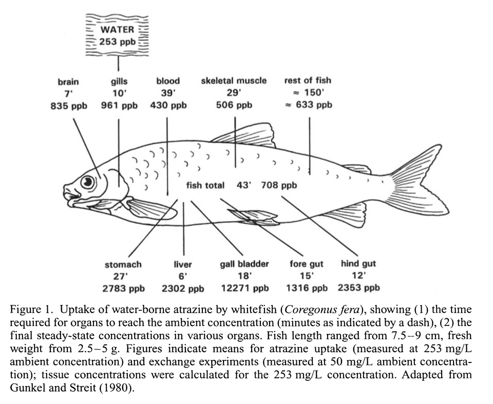Fish Atrazine Bioaccumulation