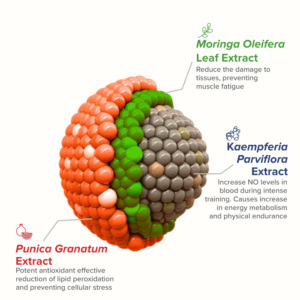 Fitnox Ingredient Components
