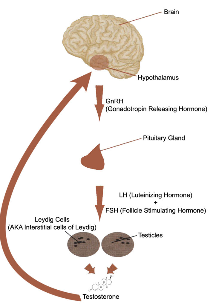 suppressed adrenal gland hormone production