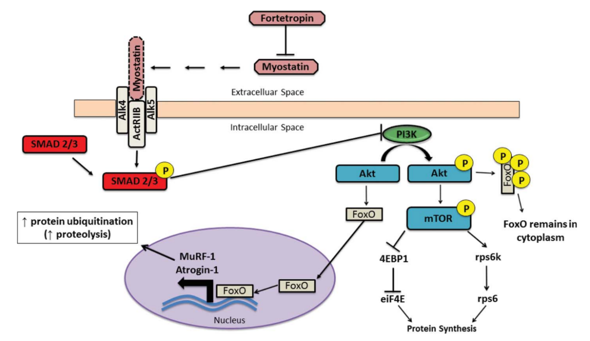 YolkedⓇ FortetropinⓇ: The Ultimate Recovery Supplement