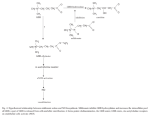 Gamma Butyrobetaine Ethyl Ester Nitric Oxide