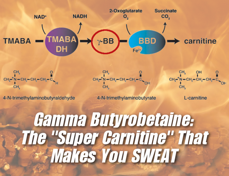 GBB (GammaButyrobetaine Ethyl Ester) Super Carnitine That Makes You