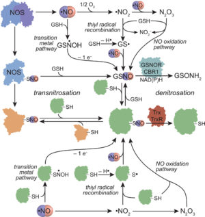 GSNO Flowchart