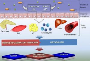 Gut Microbiota Host Tissues