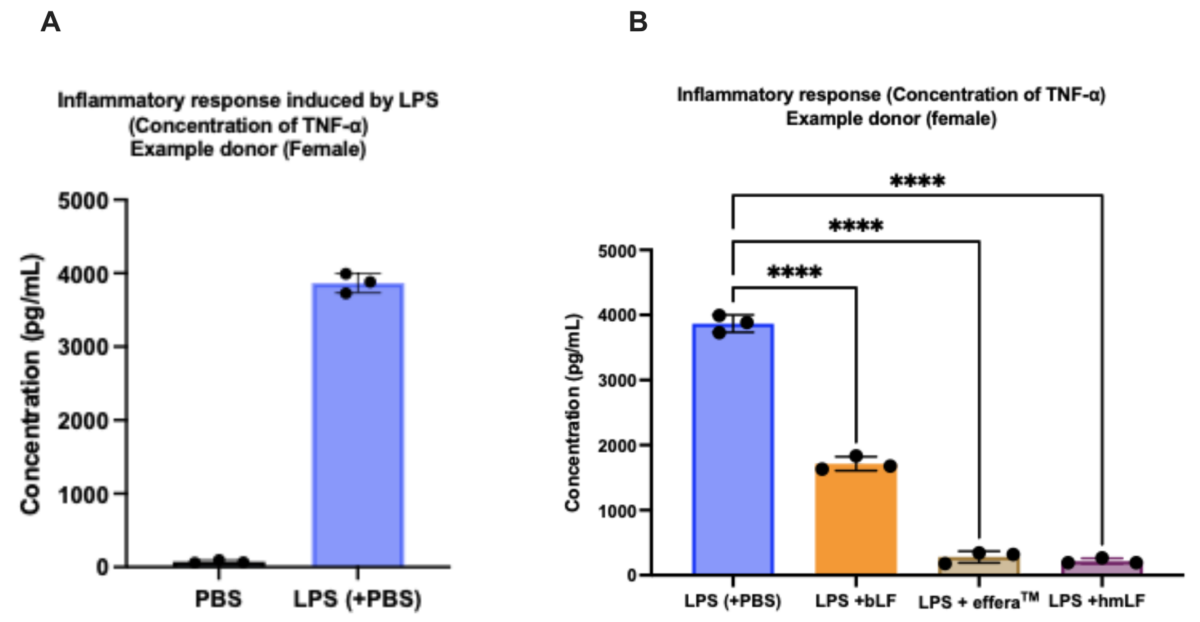 Iron Meets Immunity: How effera® Lactoferrin Supports Both Systems at Once