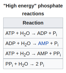 High Energy Phosphate Reactions