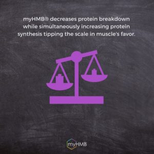 HMB Decreases Protein Breakdown and Increases Protein Synthesis