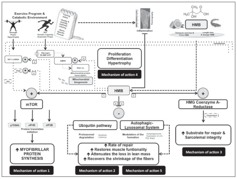 HMB (β-hydroxy β-methylbutyrate): Performance-Driven Muscle Supplement