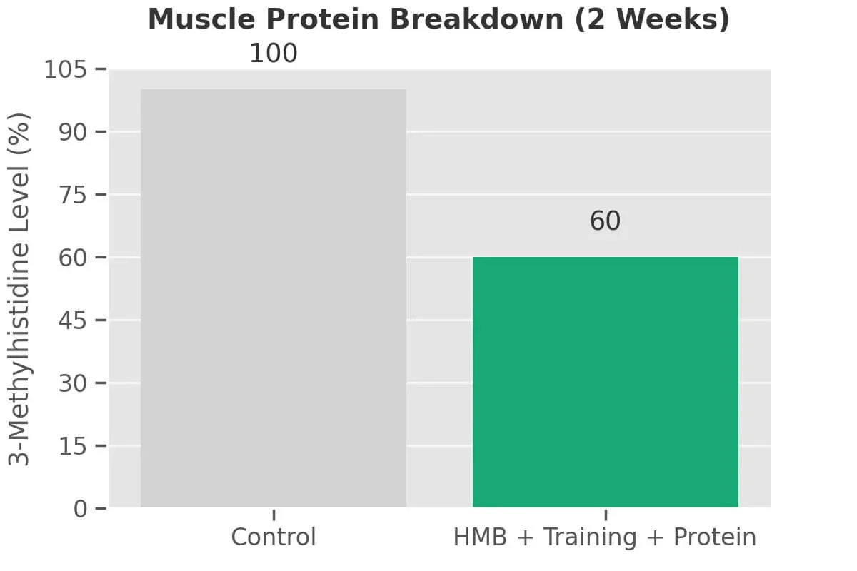 HMB's Anti-Catabolic Effect on Muscle Breakdown